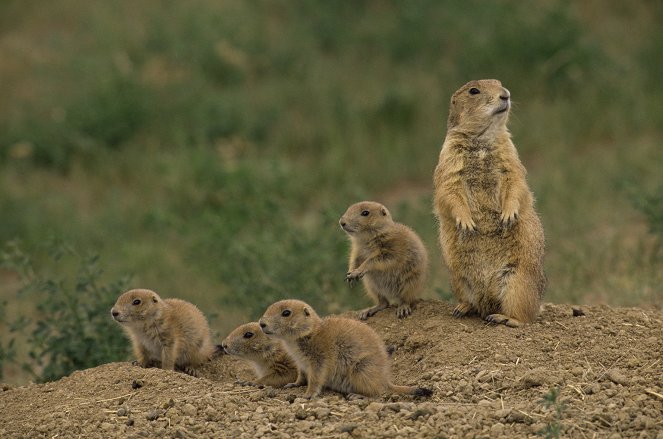 The Natural World - Prairie Dogs: The Talk of the Town - Film