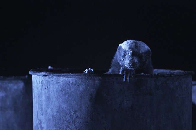 A természeti világ - Honey Badgers: Masters of Mayhem - Filmfotók