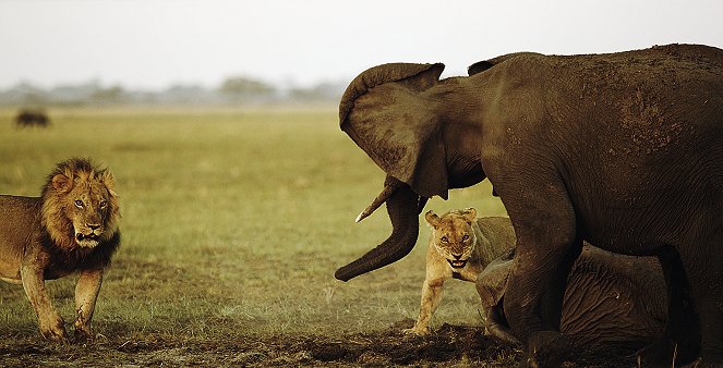 Kampf der Giganten - Löwen gegen Elefanten - Filmfotos