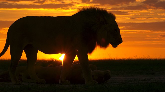 Afrika ravasz ragadozói - Filmfotók