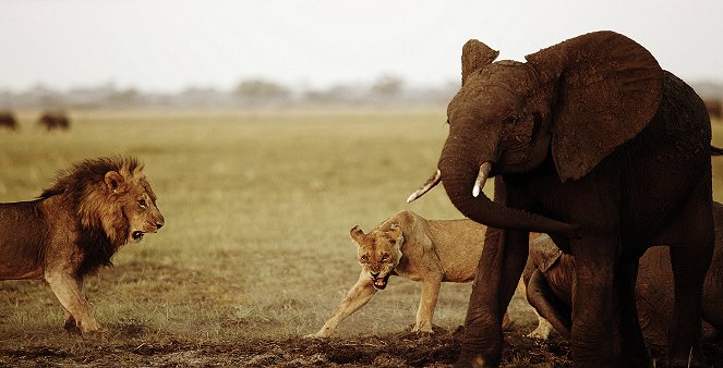 Kampf der Giganten - Löwen gegen Elefanten - Filmfotos