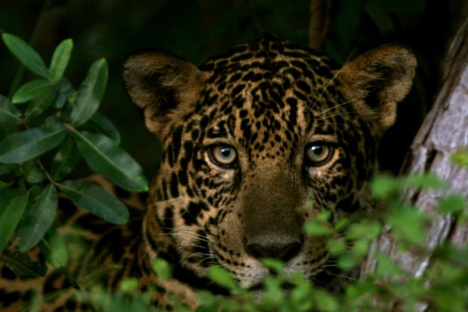 The Natural World - Stalking the Jaguar - Photos