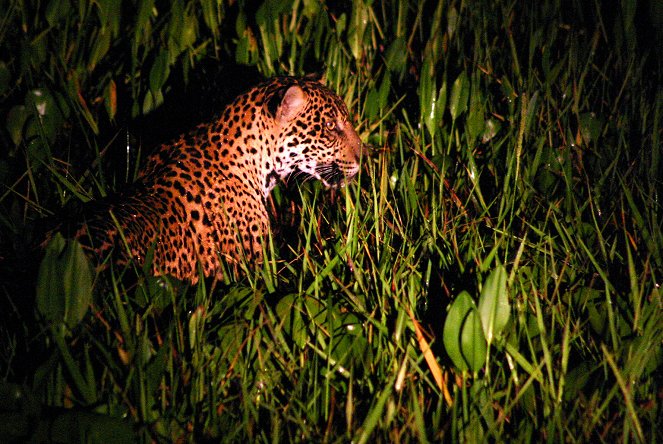 Svět přírody - Série 24 - Stalking the Jaguar - Z filmu