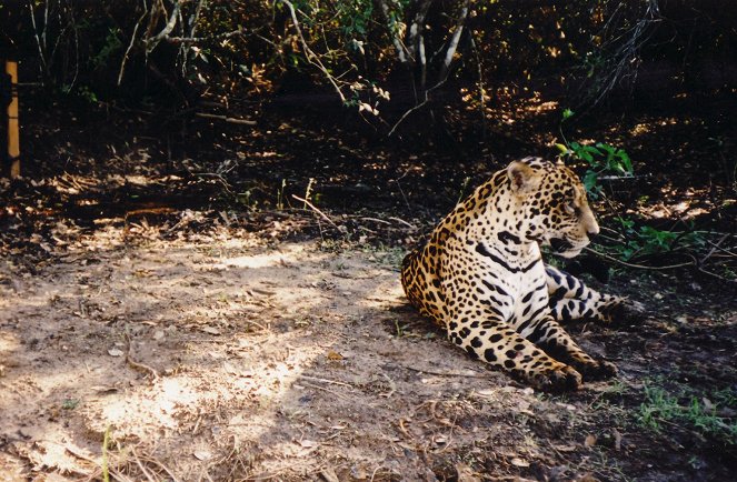 A természeti világ - Stalking the Jaguar - Filmfotók