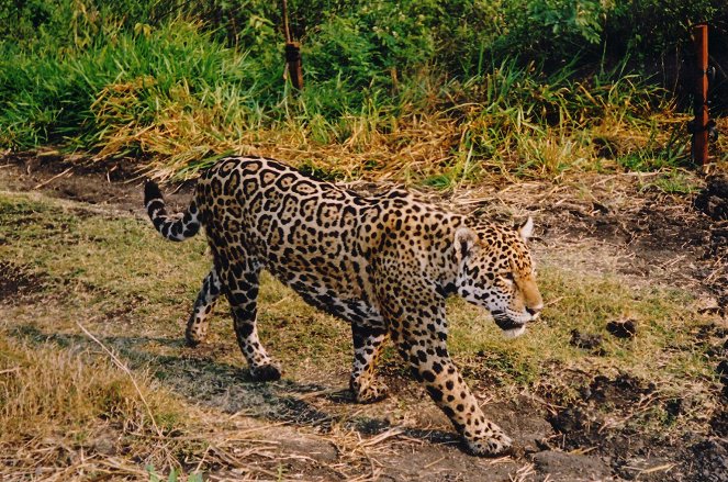 The Natural World - Stalking the Jaguar - Photos
