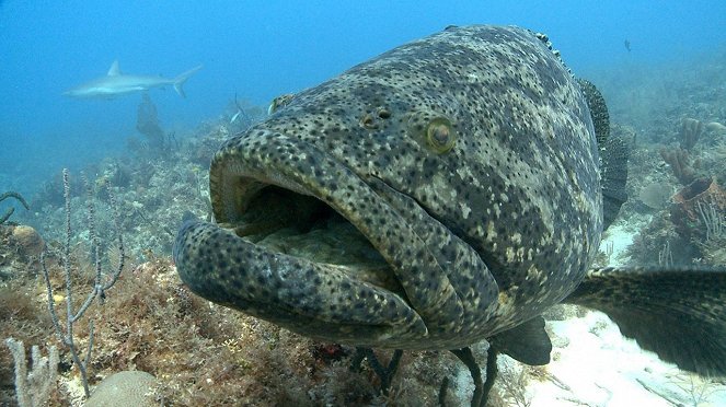 Castro's Secret Reef - De la película