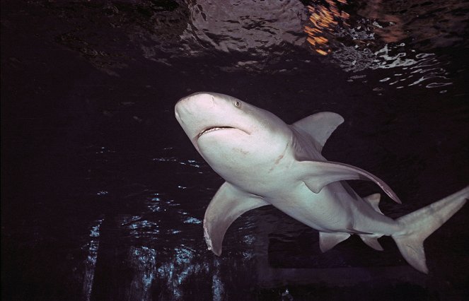 Der perfekte Hai - Filmfotos
