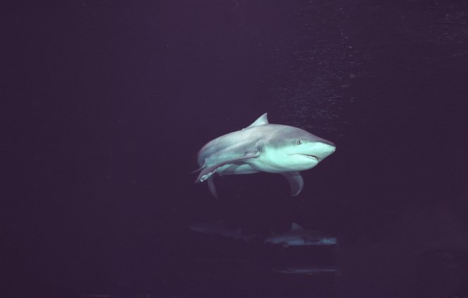 Dokonalý žralok - Z filmu