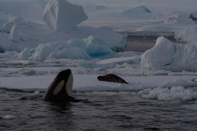 The Natural World - Killer Whales, Beneath the Surface - Van film