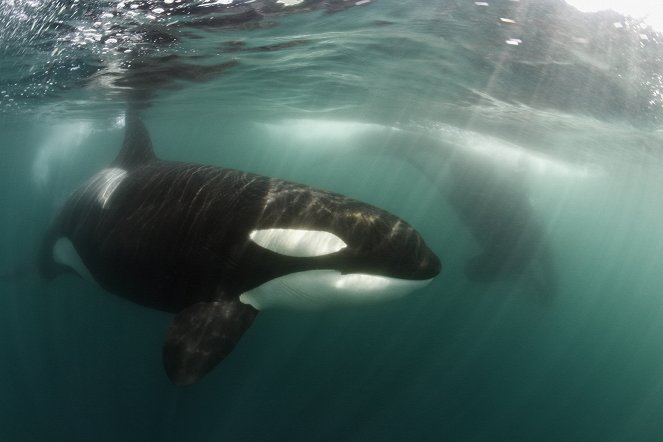 The Natural World - Killer Whales, Beneath the Surface - Van film