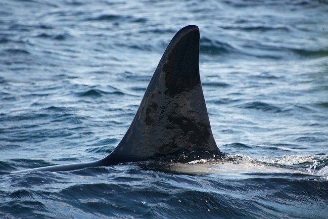 Prirodzený svet - Killer Whales, Beneath the Surface - Z filmu