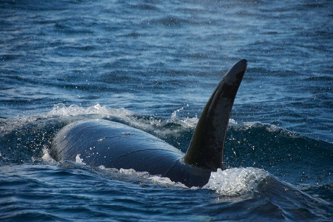 The Natural World - Killer Whales, Beneath the Surface - Film