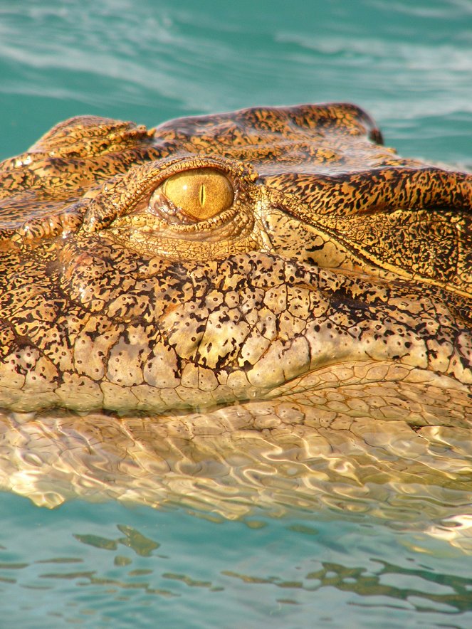 The Natural World - Season 25 - Invasion of the Crocodiles - Film