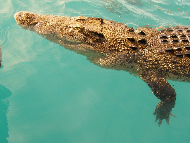 The Natural World - Season 25 - Invasion of the Crocodiles - Kuvat elokuvasta