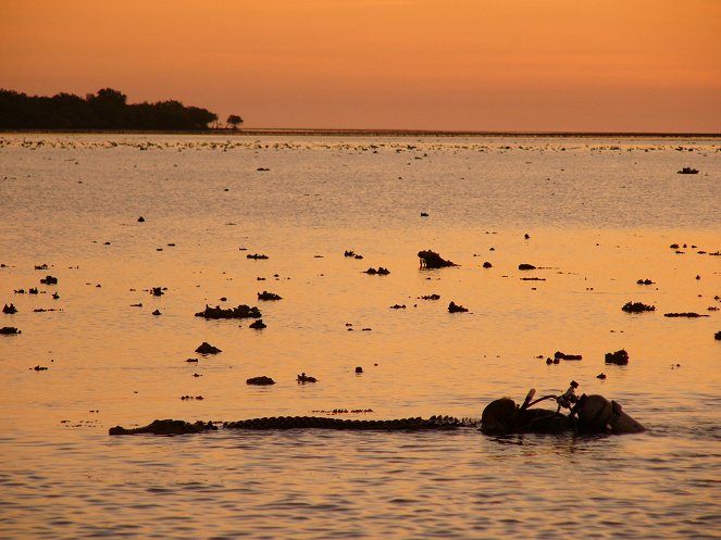 A természeti világ - Invasion of the Crocodiles - Filmfotók