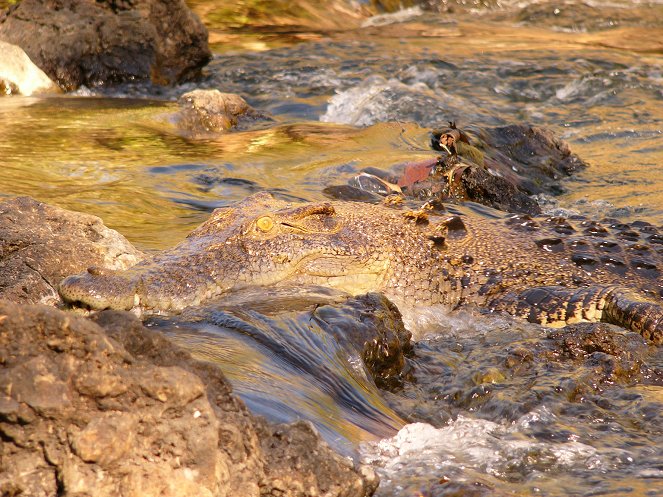 The Natural World - Invasion of the Crocodiles - De la película
