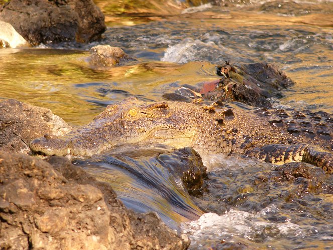 The Natural World - Season 25 - Invasion of the Crocodiles - Photos