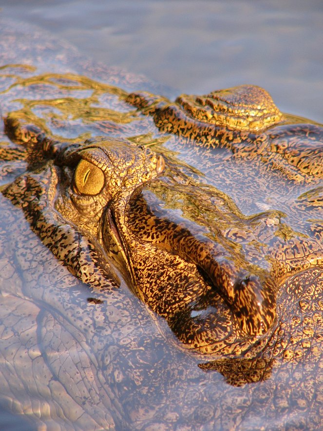 The Natural World - Season 25 - Invasion of the Crocodiles - De la película