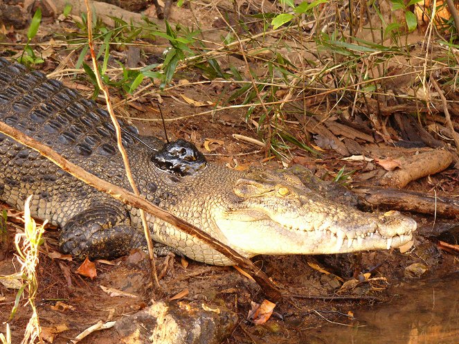 The Natural World - Invasion of the Crocodiles - Photos