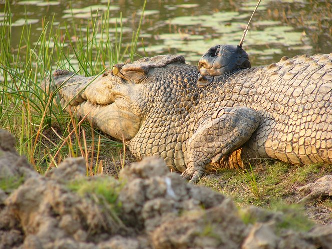 A természeti világ - Invasion of the Crocodiles - Filmfotók