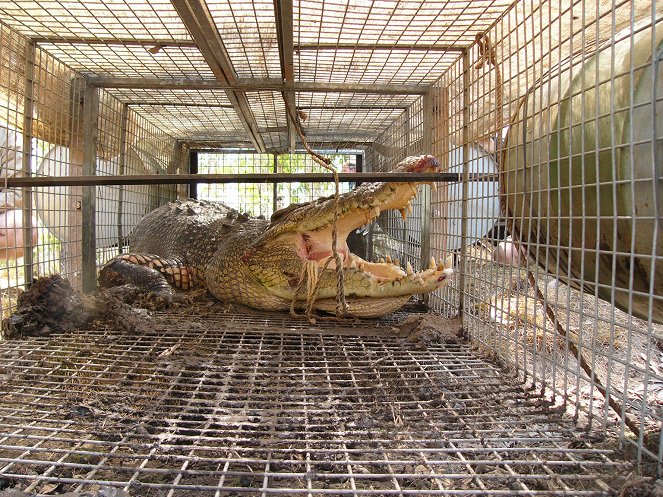 The Natural World - Season 25 - Invasion of the Crocodiles - Van film