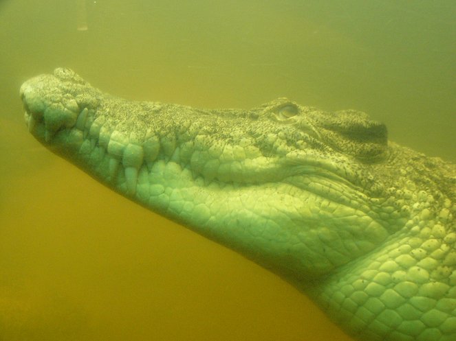 The Natural World - Season 25 - Invasion of the Crocodiles - Film
