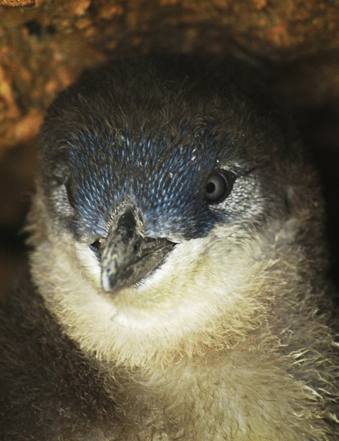 Penguin Island: Western Australia - Van film
