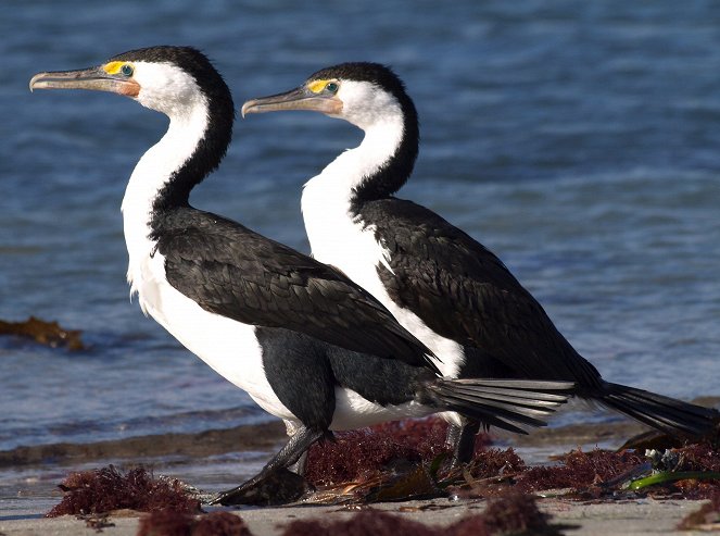 Penguin Island: Western Australia - Z filmu