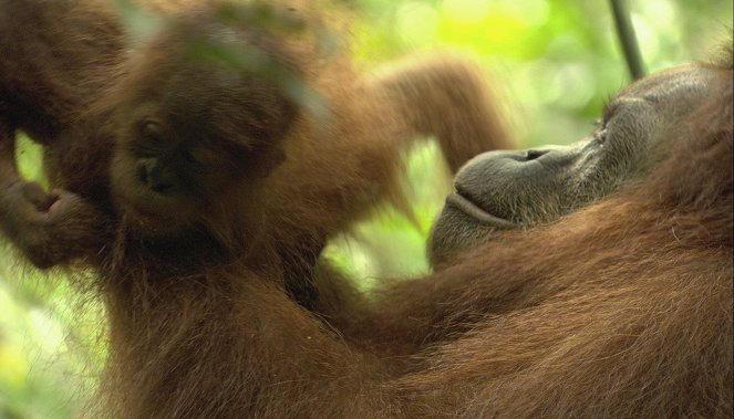 Das Jahr der Wildnis - Filmfotos