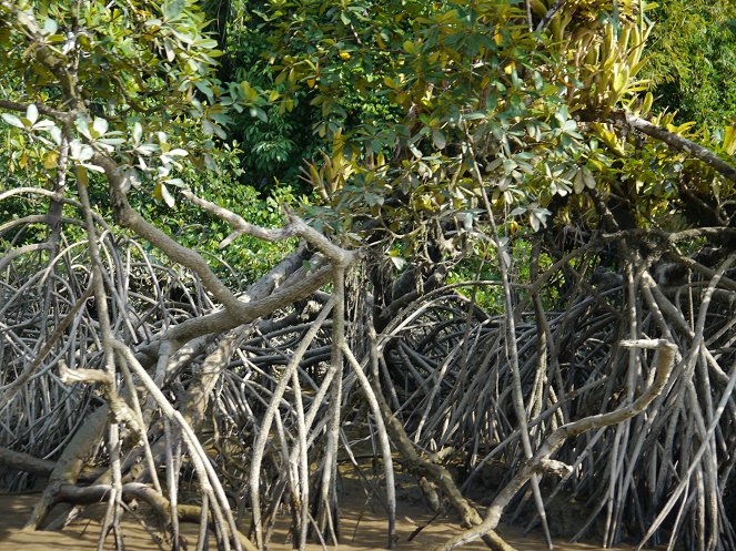 Zu den Quellen des Essequibo - Im Delta - Film