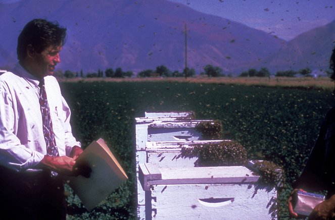 Deadly Invasion: The Killer Bee Nightmare - Van film