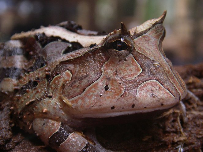 Lost Land of the Jaguar: An Expedition to the Jungles of Guyana - Filmfotók