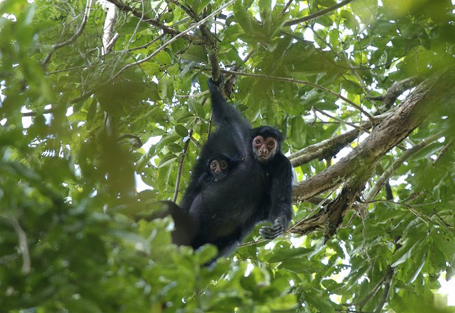 Lost Land of the Jaguar: An Expedition to the Jungles of Guyana - Kuvat elokuvasta