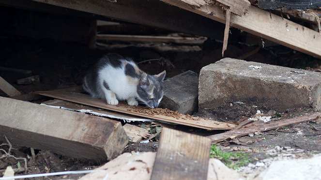 Katastrophen-Einsatz: Tiere in Not - Filmfotos