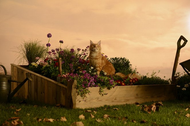 The Secret Life of Cats - Filmfotók