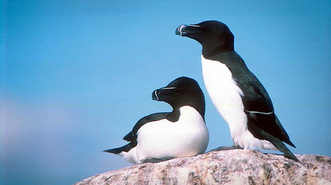 Ruokki - lentävä pingviini - Photos