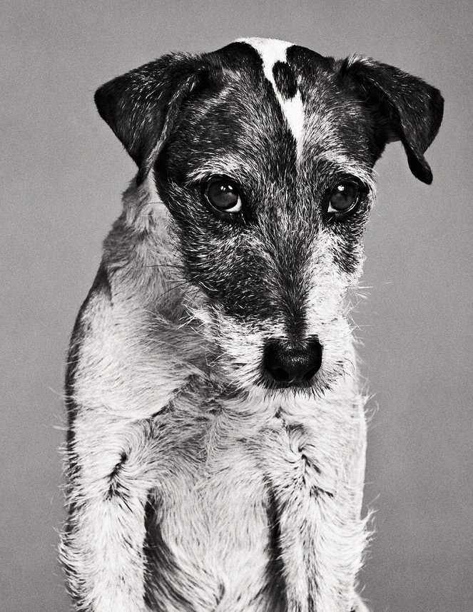 The Artist - Werbefoto - Uggie