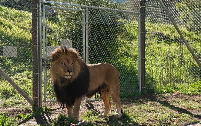 Wir kaufen einen Zoo - Filmfotos