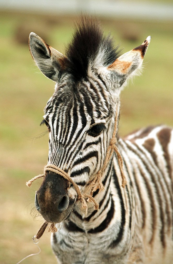 Im Rennstall ist das Zebra los! - Filmfotos