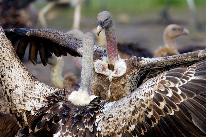 The Natural World - Vultures: Beauty in the Beast - Kuvat elokuvasta
