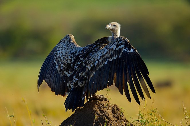The Natural World - Vultures: Beauty in the Beast - Van film