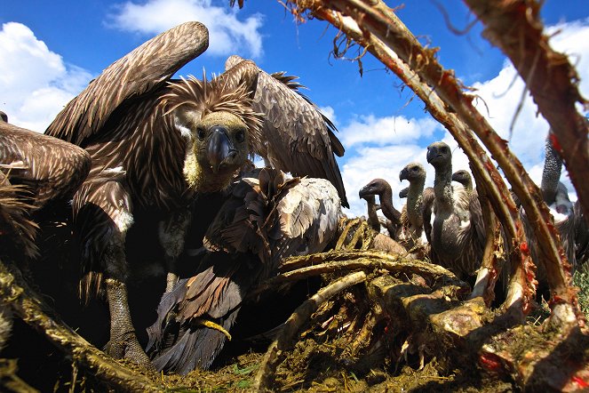 The Natural World - Season 32 - Vultures: Beauty in the Beast - Do filme