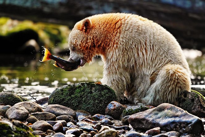 Auf der Suche nach den Geisterbären - Kuvat elokuvasta