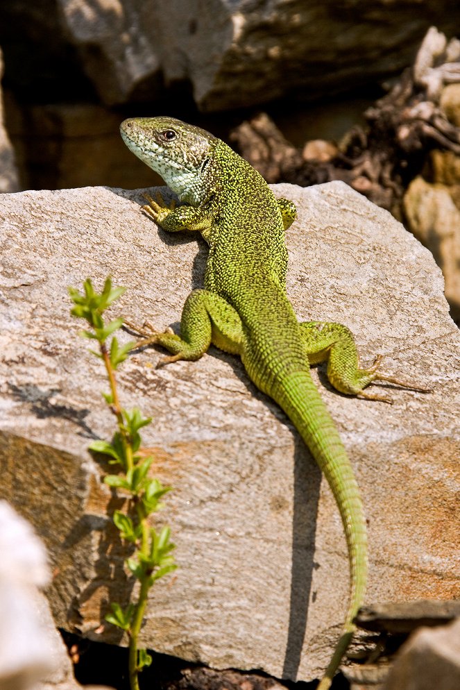 Sun-Seeking Creatures - A Mediterranean World - Photos