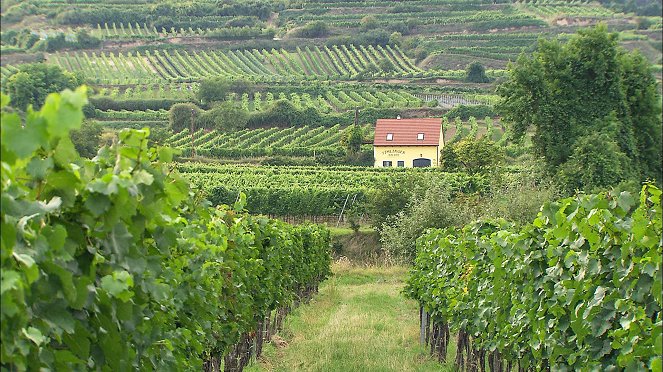 Kellergassen in Niederösterreich - Weinkultur und Lebensfreude - Photos