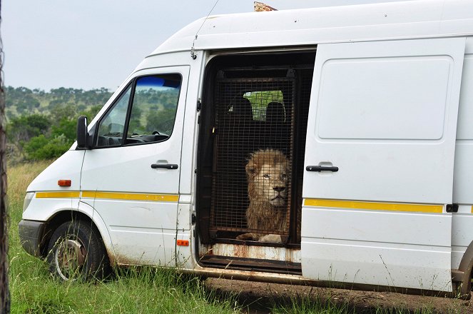 Lions On The Move - Photos