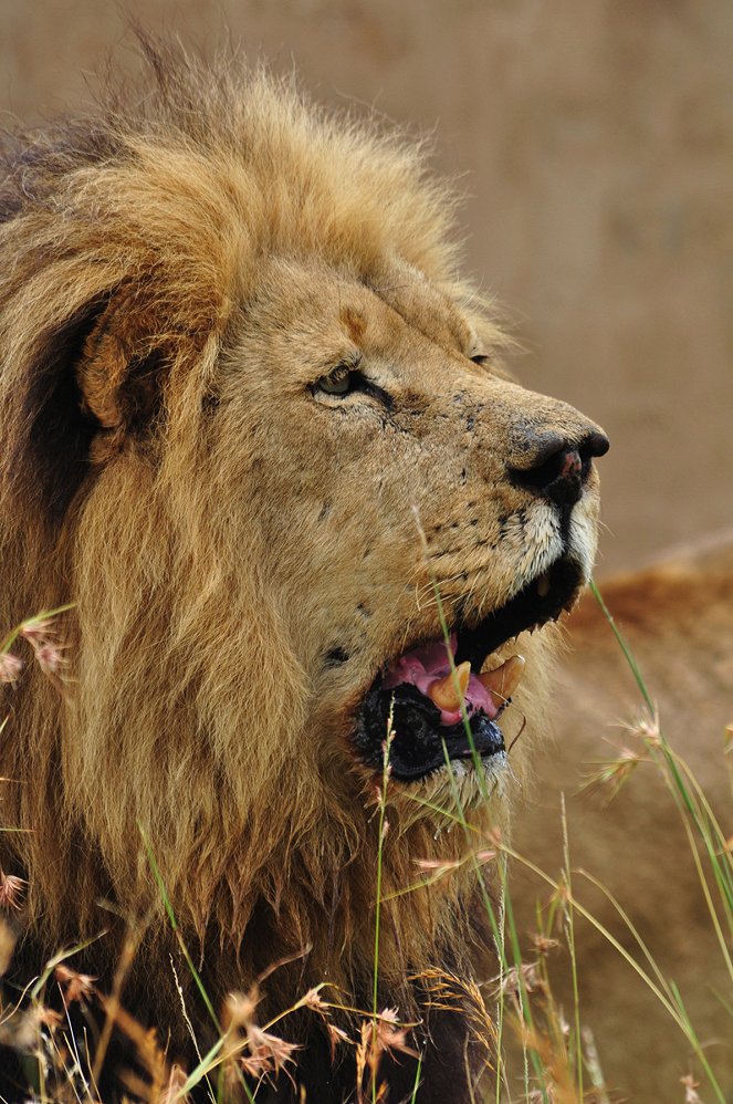 Az oroszlán-suttogó - Filmfotók