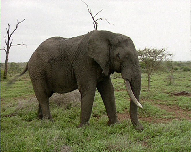 Zoologická v africkém stylu - De la película