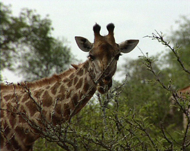 Zoologická v africkém stylu - Kuvat elokuvasta