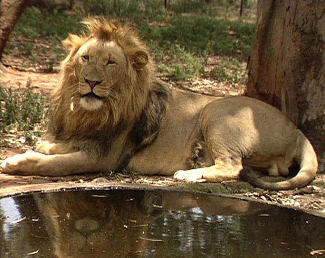 Zoologická v africkém stylu - Filmfotók